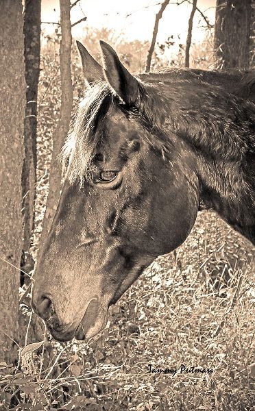 Putman, Tammy 아티스트의 Vintage Horse II작품입니다.