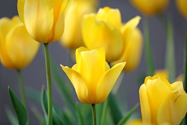 Putman, Tammy 아티스트의 Yellow Tulips작품입니다.