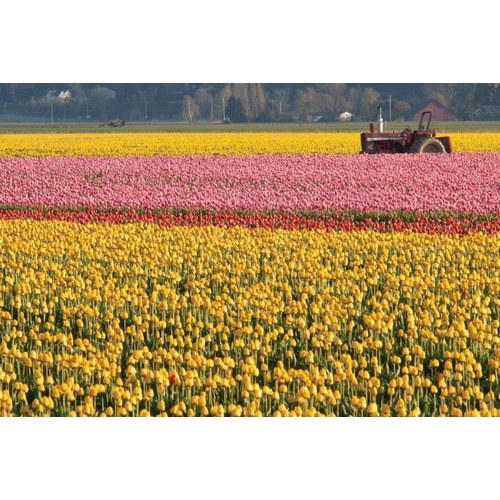 Tractor and Tulips I