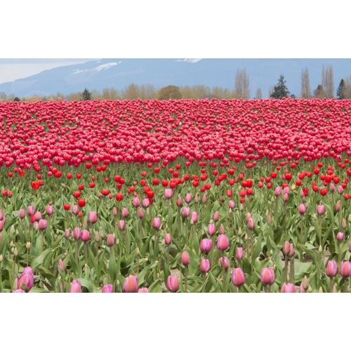 Red Tulip Mound I