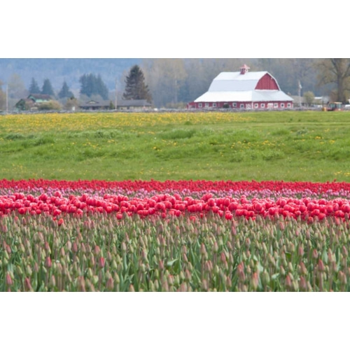Red Tulip Barn