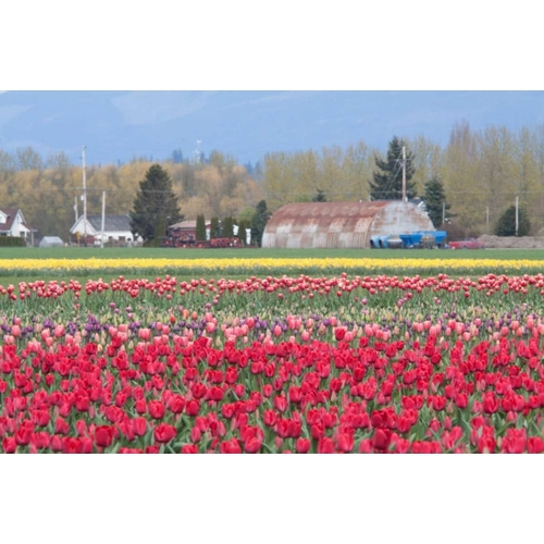 Red Tulip Farm