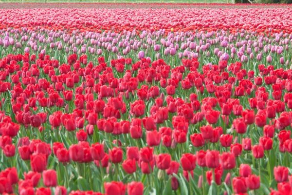 March of the Tulips I