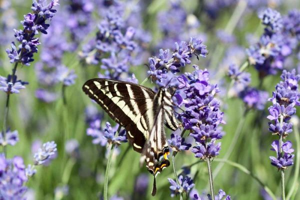 Lavender and Butterfly II