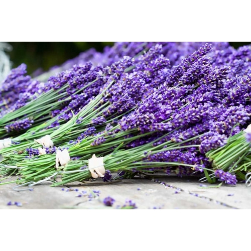 Lavender Harvest II