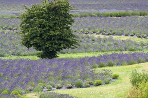 Lavender Field and Tree