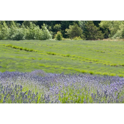 Lavender Hill II