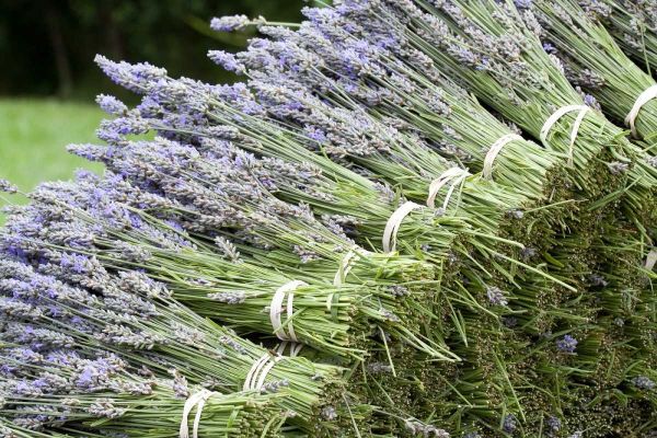 Lavender Bunches II
