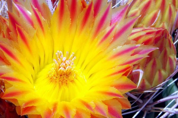 Cactus Flower I