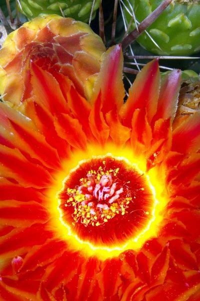 Cactus Flower VI