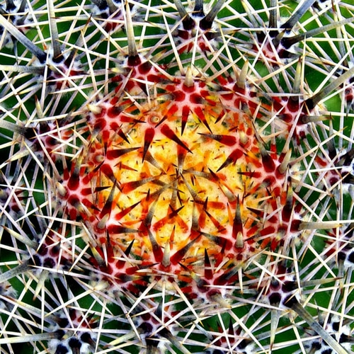 Saguaro Mandala II