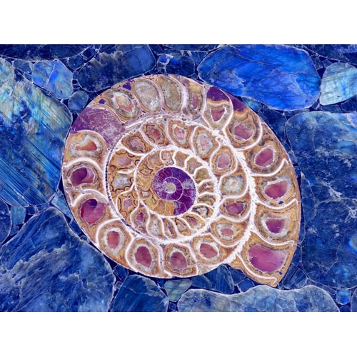 Ammonite in Labradorite