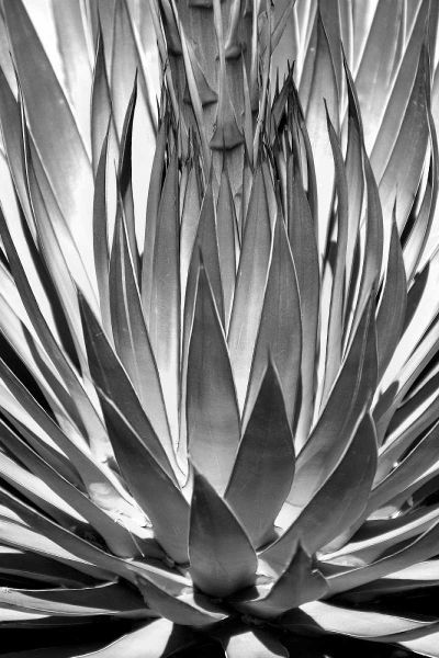 Agave Finale BW