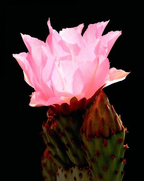 Beaver Tail Cactus Flower
