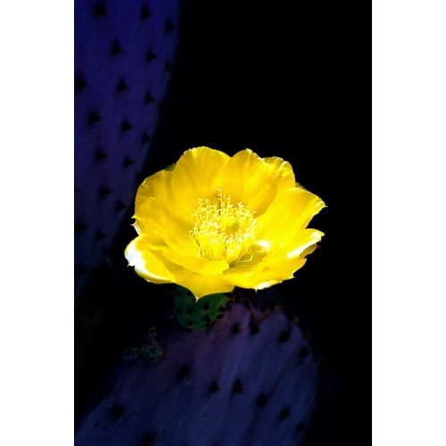 Prickly Pear Cactus Blossom