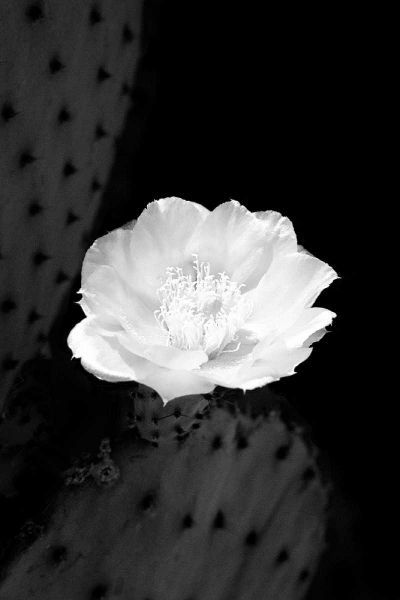 Prickly Pear Cactus Blossom BW