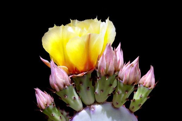 Prickly Pear Blossom and Buds