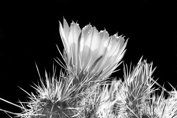 Hedgehog Cactus Flower BW