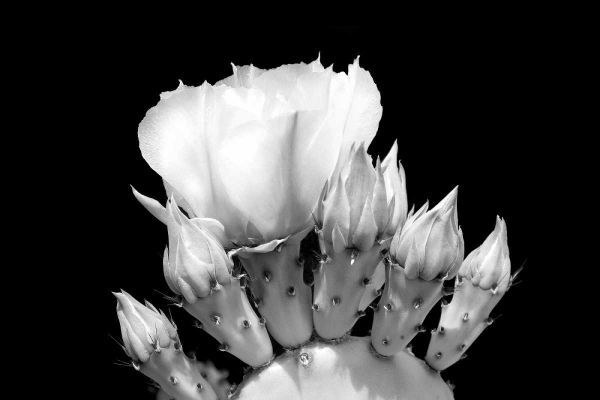 Prickly Pear Blossom and Buds BW