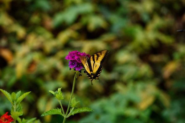 Garden Butterfly II