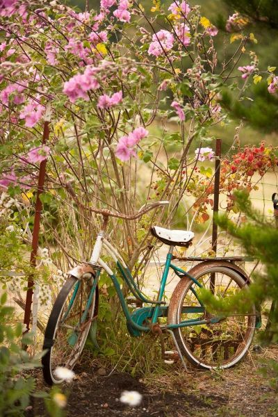 Vintage Bicycle IV