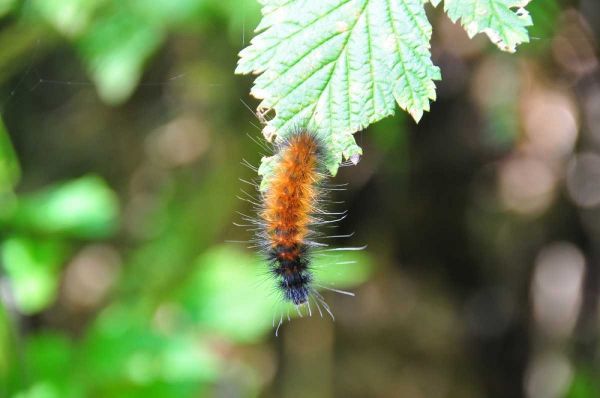 Caterpillar on Leaf I