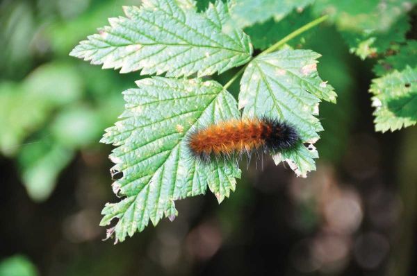 Caterpillar on Leaf II