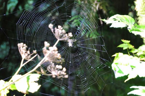 Spiderweb I