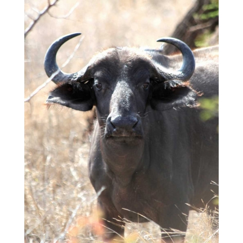 Cape Buffalo I
