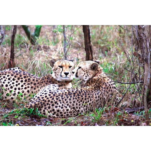Safari Cheetah I