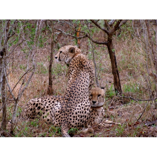 Safari Cheetah III