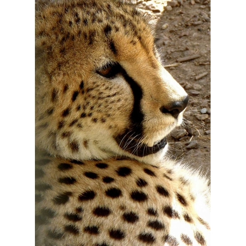 Cheetah Portrait I