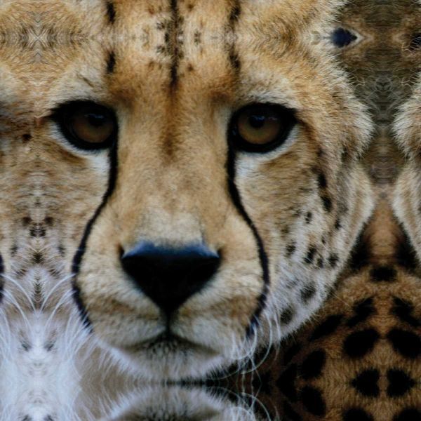 Cheetah Portrait III