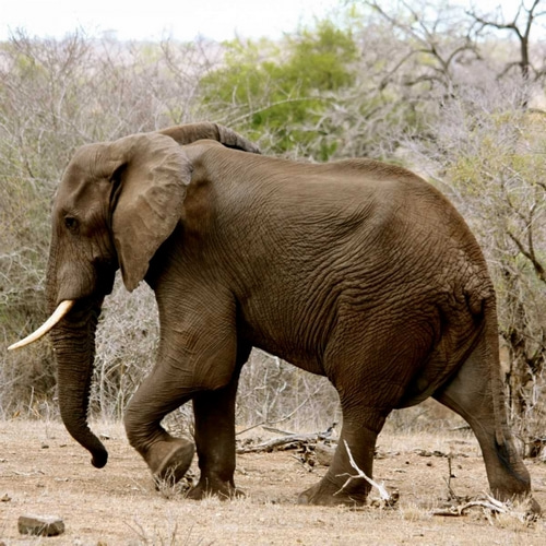 Elephant II