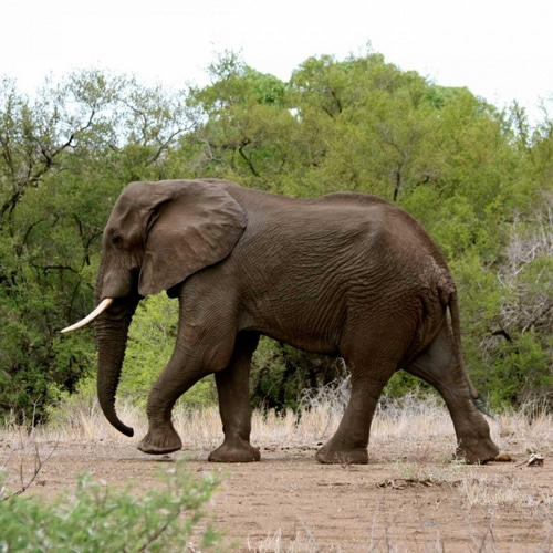 Safari Elephant I