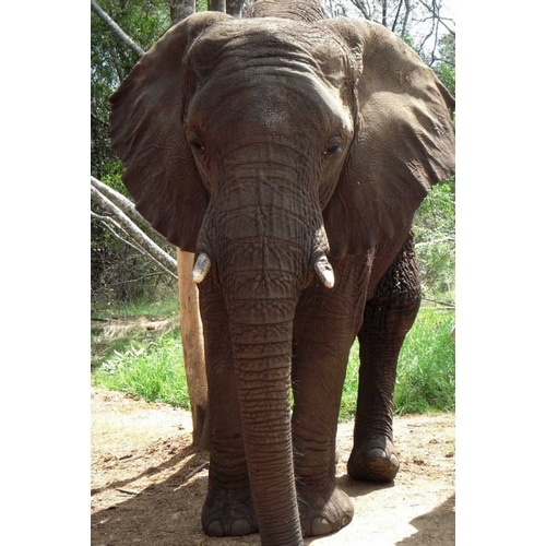 Safari Elephant II