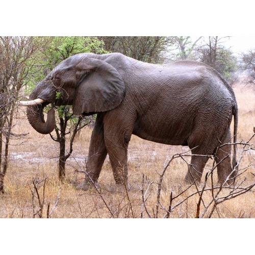 African Elephant I