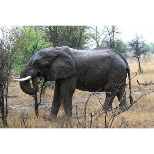 African Elephant II