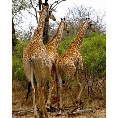 Giraffe Walk II
