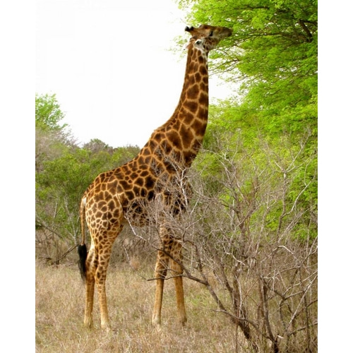 Giraffe Walk III