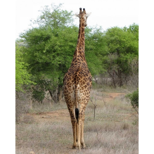 Giraffe Walk IV