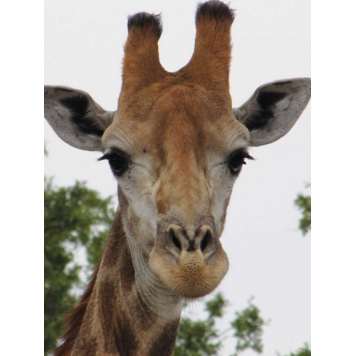 Giraffe Portrait III