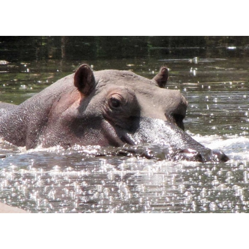 Hippo I