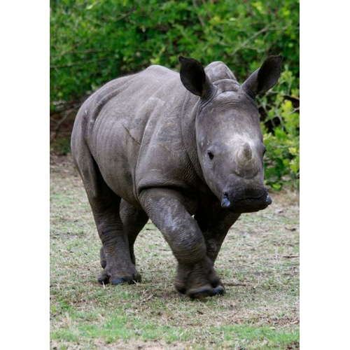 Rhino IV