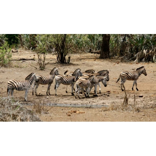 Safari Zebras Group I