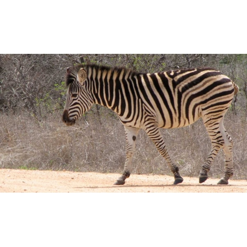Safari Zebra II