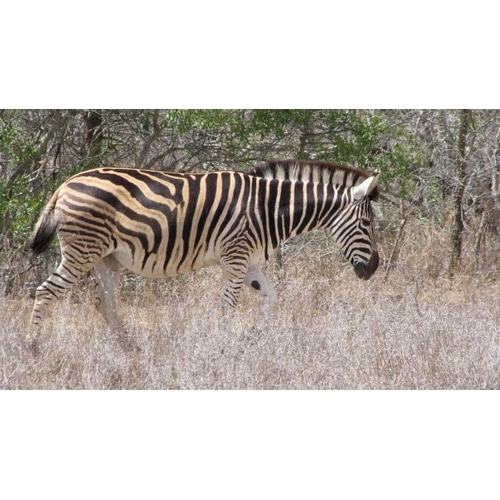 Safari Zebra III