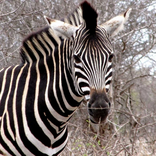 Safari Zebra IV