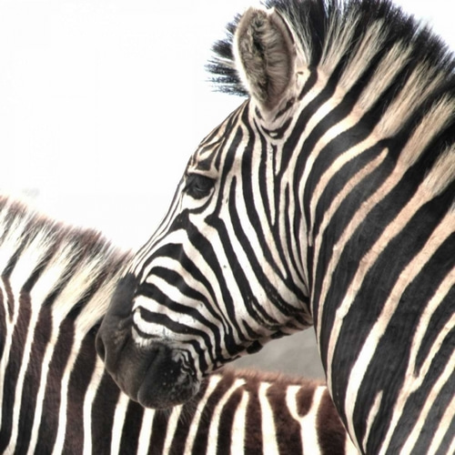 Sarari Zebra V