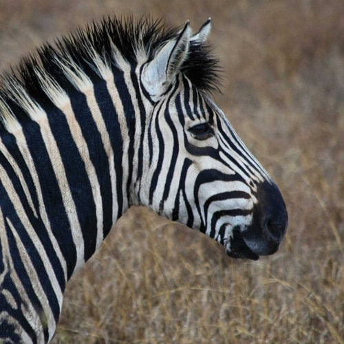 Sarari Zebra VII